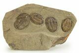 Line of Four Asaphellus Trilobites - Fezouata Formation #328562-1